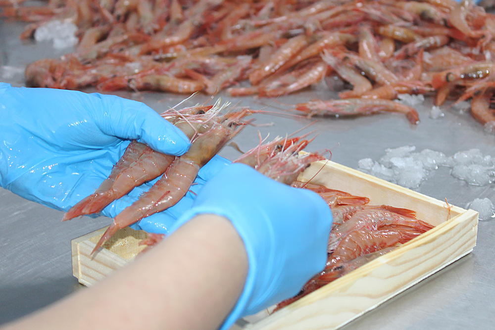 Gamba madera