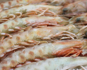 Langostino fresco de Sanlúcar de gran tamaño.